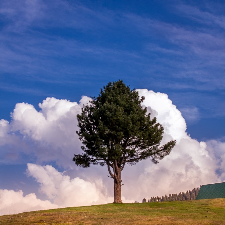 The Lonely Tree