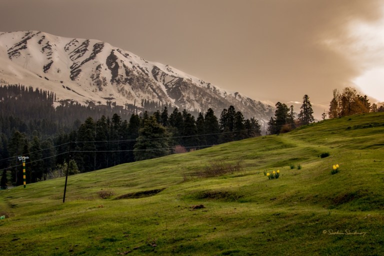 Snow & Green