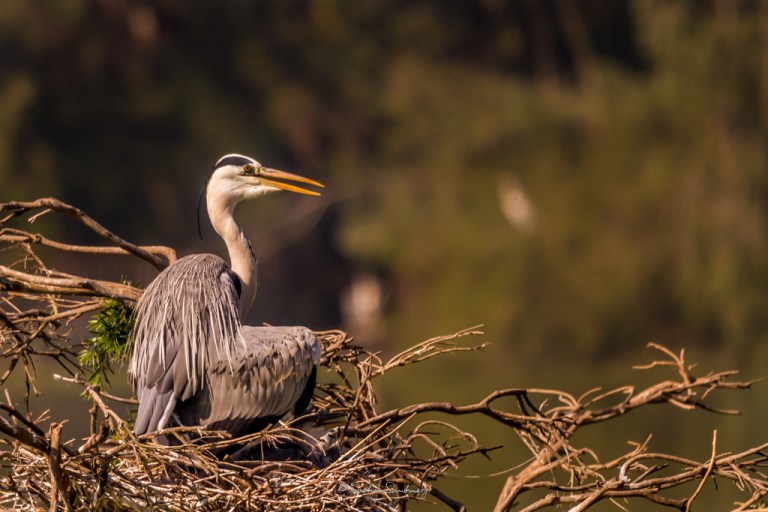 Grey Heron family 7