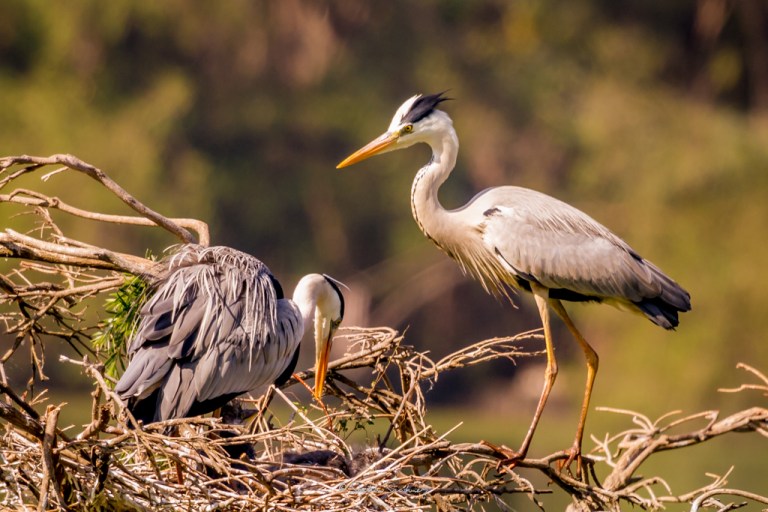 Grey Heron family 5