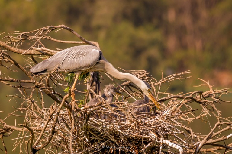 Grey Heron family 2