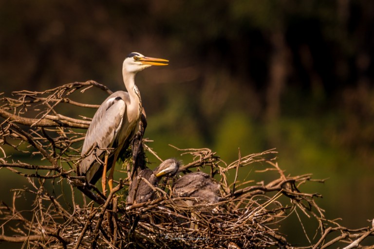 Grey Heron family 1
